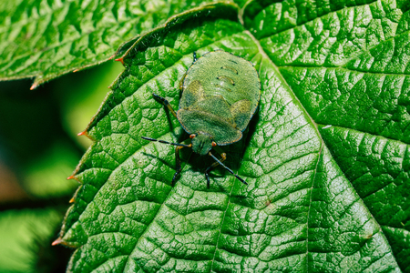 Bedbug on a green leaf close up.