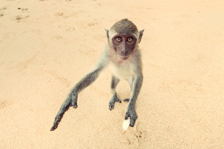Funny monkey on a sandy shore.