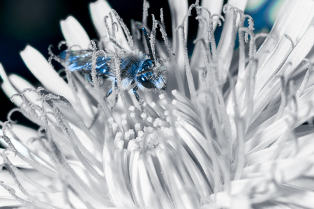 Image of a bumblebee on a flower in blue tint.の写真素材