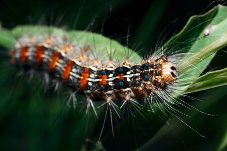 Hairy caterpillar close-up on the grass.の写真素材