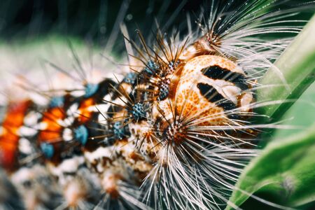 Hairy caterpillar close-up on the grass.の写真素材