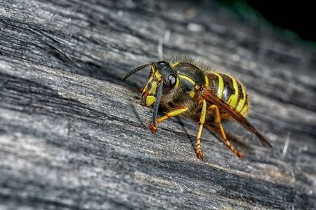 Dangerous wasp on the gray wood close-up.の写真素材