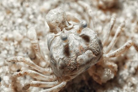 A small crab crawls out of a dug hole.の写真素材