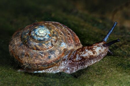 Snail on a dark stone background close-up.の写真素材