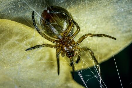 Scary spider on a green leaf background.の写真素材