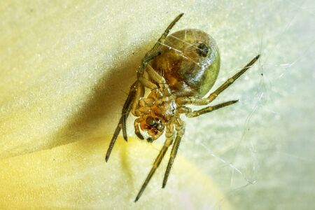 Scary spider on a green leaf background.の写真素材