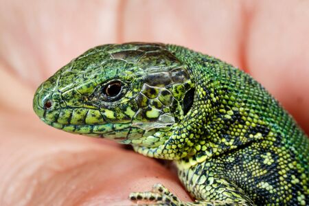 Green lizard close-up in the wild. Scales of a lizard close-up.の写真素材