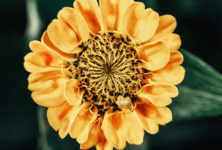 Super macro photo of a yellow flower bud on a dark green background.