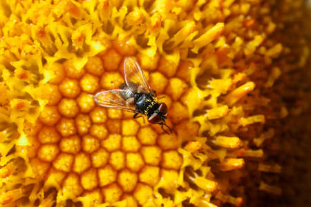 A fly with pollen on the abdomen on a yellow flower.