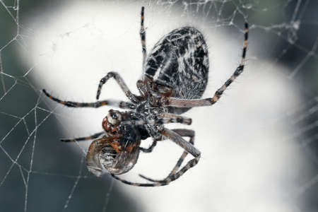Scary spider on a green leaf background.