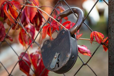 old padlock on a rusty wire mesh gateの写真素材