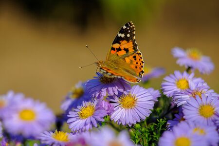 Beautiful, bright butterfly on flowers with a blurry dark backgroundの写真素材