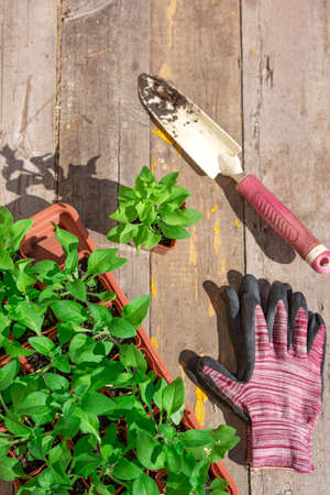 Planting flower seedlings. A set of garden tools on a wooden backgroundの写真素材