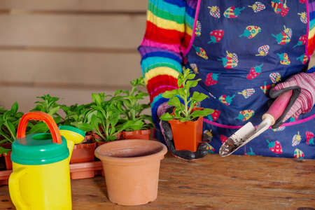 Girl in an apron planting flower seedlings in potsの写真素材