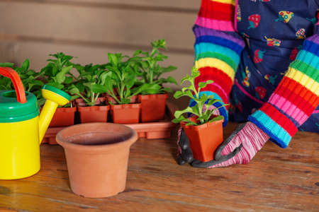 Girl in an apron planting flower seedlings in potsの写真素材