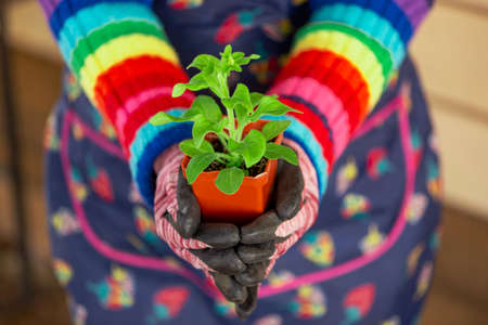 Girl in an apron planting flower seedlings in potsの写真素材