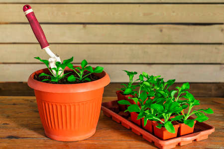 Planting flower seedlings. A set of garden tools on a wooden backgroundの写真素材