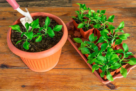 Planting flower seedlings. A set of garden tools on a wooden backgroundの写真素材