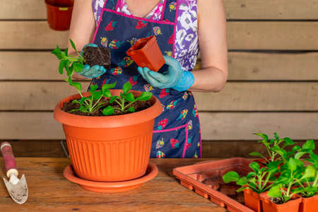Girl in an apron planting flower seedlings in potsの写真素材