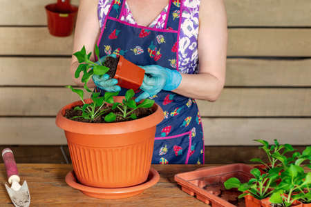 Girl in an apron planting flower seedlings in potsの写真素材