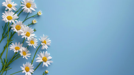 Garden daisy flowers on blue background. Top view with copy space. High quality photoの写真素材