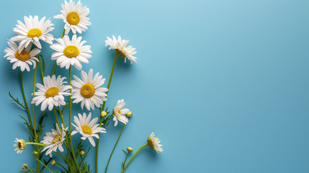 Garden daisy flowers on blue background. Top view with copy space. High quality photoの写真素材