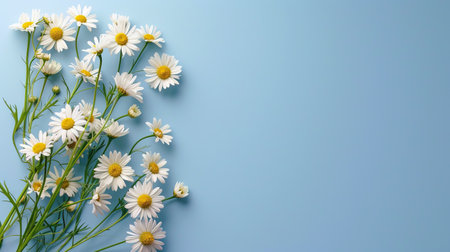 Garden daisy flowers on blue background. Top view with copy space. High quality photoの写真素材