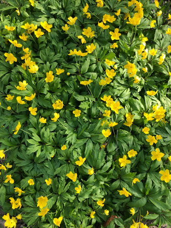 The beautiful yellow cosmos bloom in the garden. High quality photoの写真素材