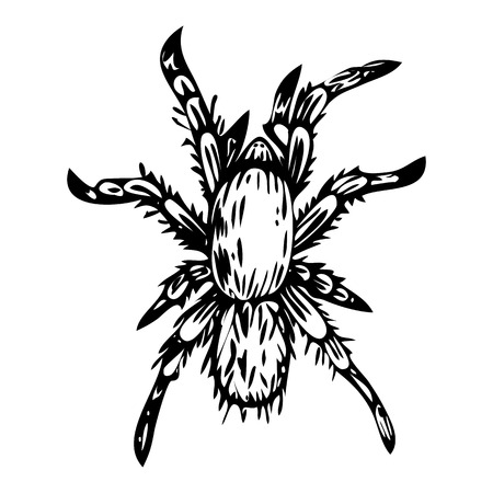 vector ink illustration of spider isolated on white backgroundのイラスト素材