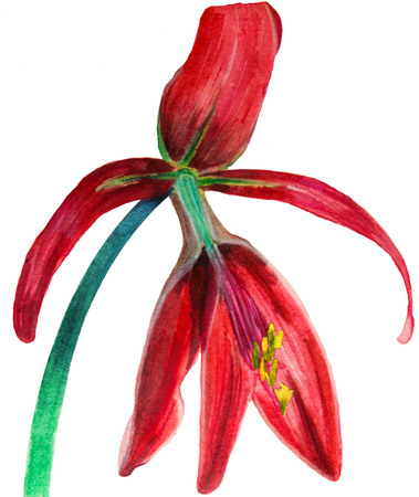 Watercolor hand drawn illustration of red blossom Sprekeliaの写真素材