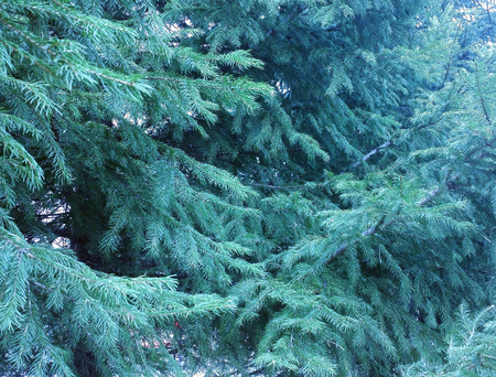 Green background with fir tree texture for design.の写真素材