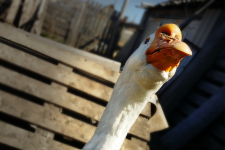 White goose gander bird head with copy spaceの写真素材