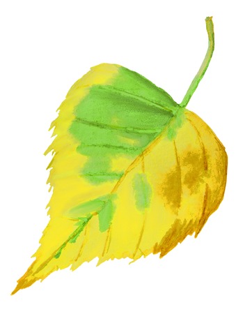Watercolor hand drawn illustration of autumn yellow leafの写真素材