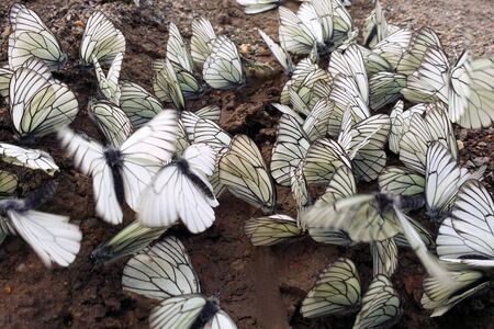 a lot of white cabbage butterfly flying and sitting on wet groundの写真素材