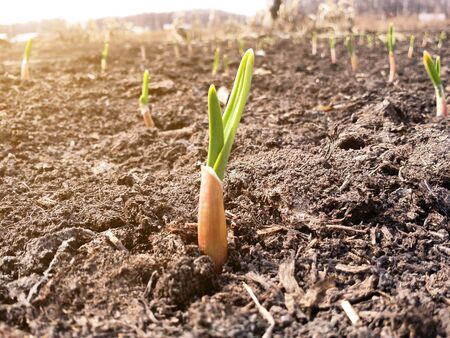 Close-up of one young green garlic sprout in a row in the soil on the farm bed