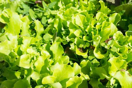 Green salad grows on a bed in the gardenの写真素材