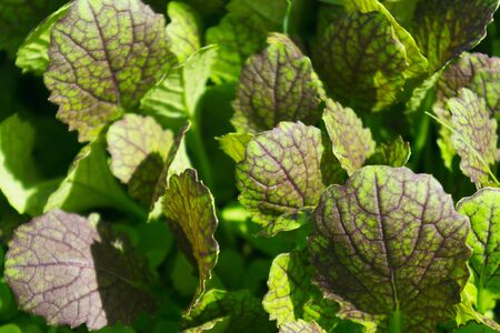 Purple lettuce leaf mustard grows on a bed in the home garden. Brassica junceaの写真素材