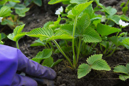 Hand in rubber glove transplants strawberry bush with a garden toolの写真素材