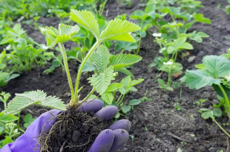 Roots of a strawberry bush in the palm of hand in working rubber glove. Gardening concept. Differential focus.の写真素材