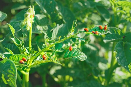 Green potato leaves eaten by orange larvae of the Colorado potato beetleの写真素材
