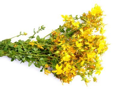 Hypericum bush with yellow flowers isolated on white background for your designの写真素材