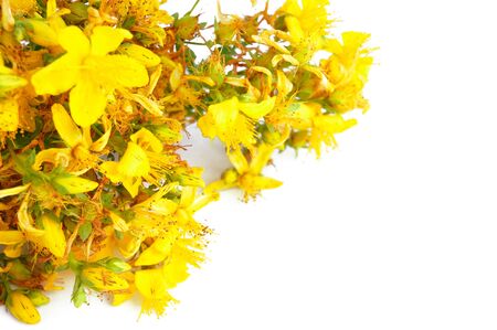 Yellow hypericum flowers isolated on white background with free space for textの写真素材