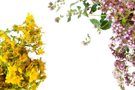 Top view of bunches of marjoram and hypericumの写真素材