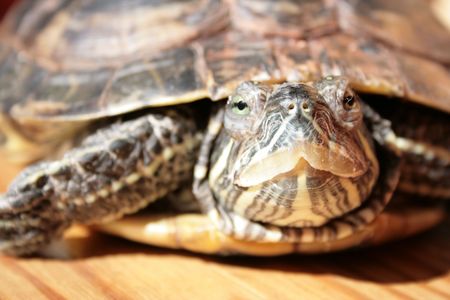 turttle
