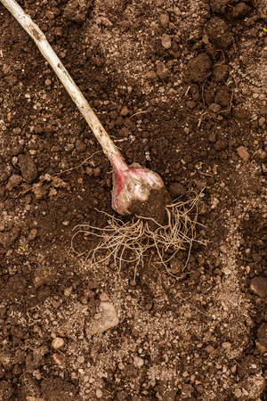 Garlic on the ground. Harvest garlic in late autumn in the gardenの写真素材