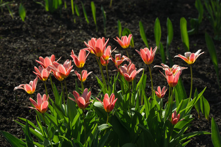 Blooming flowers of pink tulips in the countryの写真素材