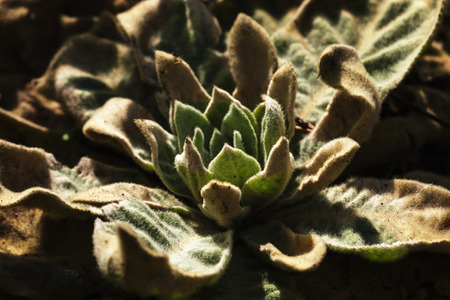 Strange plant in bright lightの写真素材