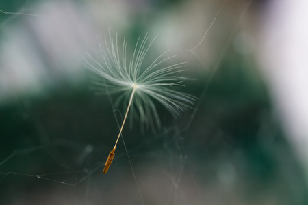 Dandelion seed flying through the air. Gentle blur of color on a green background
