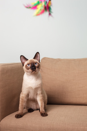 Thai cat sitting on the bedside table and stares to the side. To protect house from evil spiritsの写真素材