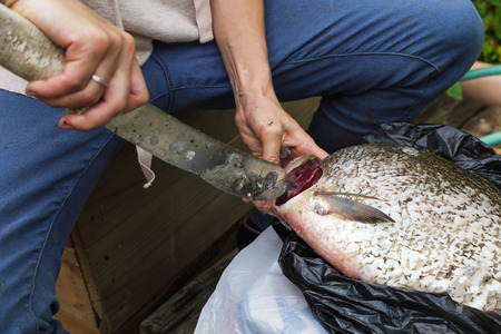 Woman cleans river fish in unsanitary conditionsの写真素材